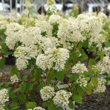 Load image into Gallery viewer, Hydrangea, Peegee - Garden Centre - Nursery
