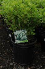 Load image into Gallery viewer, Hydrangea, Peegee - Garden Centre - Nursery