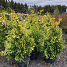 Load image into Gallery viewer, Sunkist Golden Cedar 052 - Garden Centre - Nursery