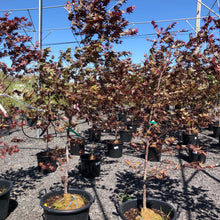 Load image into Gallery viewer, Fireglow Japanese Maple - Garden Centre - Nursery