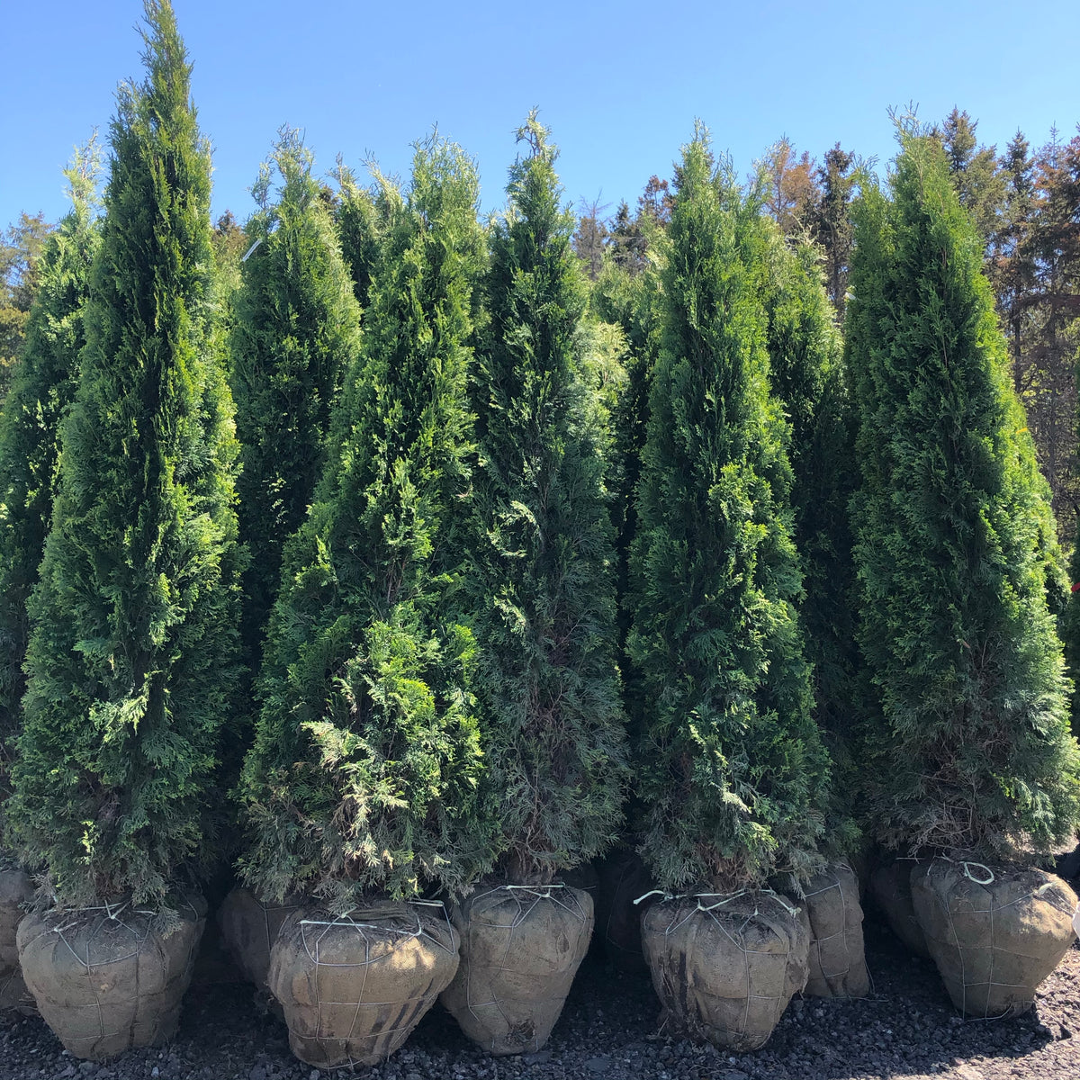 Vigoro 4-5 ft. Emerald Cedar Tree