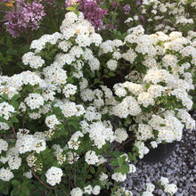 Load image into Gallery viewer, Bridal Wreath Spirea - Garden Centre - Nursery