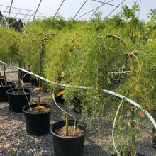 Load image into Gallery viewer, Standard Walker Weeping Peashrub 029 - Garden Centre - Nursery
