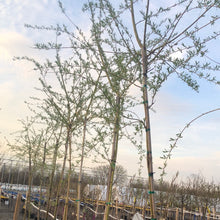 Load image into Gallery viewer, Weeping Willow Tree 12