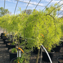 Load image into Gallery viewer, Standard Walker Weeping Peashrub 029 - Garden Centre - Nursery