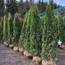 Load image into Gallery viewer, Emerald Cedar - Garden Centre - Nursery