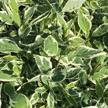 Load image into Gallery viewer, Ivory Halo Dogwood - Garden Centre - Nursery