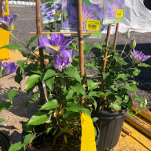 Load image into Gallery viewer, Clematis, Crystal Fountain