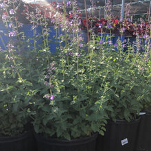 Load image into Gallery viewer, Catmint, Walker's Low - Garden Centre - Nursery