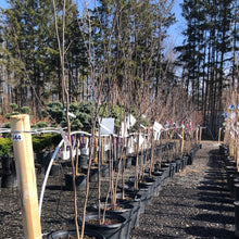 Load image into Gallery viewer, Eastern Redbud (Multi Stem) - Garden Centre - Nursery