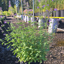 Load image into Gallery viewer, Catmint, Walker's Low - Garden Centre - Nursery