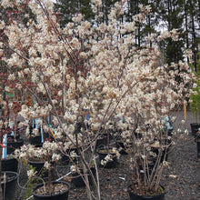 Load image into Gallery viewer, Downy Serviceberry 030/23/27/31 - Garden Centre - Nursery