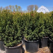 Load image into Gallery viewer, Hills Yew - Garden Centre - Nursery