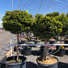 Load image into Gallery viewer, Standard Little Gem Norway Spruce - Garden Centre - Nursery