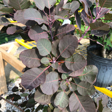 Load image into Gallery viewer, Royal Purple Smokebush - Garden Centre - Nursery