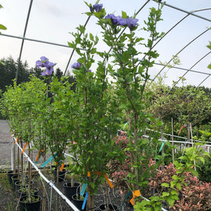 Standard Rose Of Sharon, Blue Bird - Garden Centre - Nursery
