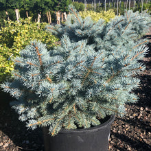 Load image into Gallery viewer, Globe Blue Spruce - Garden Centre - Nursery