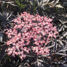 Load image into Gallery viewer, Black Lace Elderberry - Garden Centre - Nursery