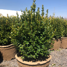 Load image into Gallery viewer, Boxwood, Green Mountain