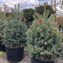Load image into Gallery viewer, Baby Blue Spruce - Garden Centre - Nursery