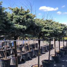 Load image into Gallery viewer, Standard Globe Blue Spruce - Garden Centre - Nursery