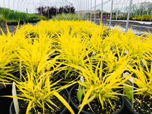 Load image into Gallery viewer, Hakone Grass, All Gold - Garden Centre - Nursery
