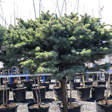 Load image into Gallery viewer, Standard Globe Blue Spruce - Garden Centre - Nursery