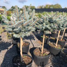 Load image into Gallery viewer, Standard Globe Blue Spruce - Garden Centre - Nursery