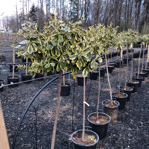 Standard Canadale Gold Euonymus 21