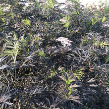 Load image into Gallery viewer, Black Lace Elderberry - Garden Centre - Nursery