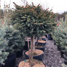 Load image into Gallery viewer, Standard Little Gem Norway Spruce - Garden Centre - Nursery