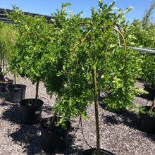 Load image into Gallery viewer, Standard Weeping Peashrub 020 - Garden Centre - Nursery