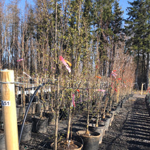 Load image into Gallery viewer, Pyramidal European Hornbeam 051 - Garden Centre - Nursery
