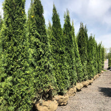 Load image into Gallery viewer, Emerald Cedar - Garden Centre - Nursery