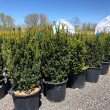 Load image into Gallery viewer, Hills Yew - Garden Centre - Nursery
