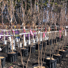 Load image into Gallery viewer, Eastern Redbud (Multi Stem) - Garden Centre - Nursery
