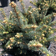 Load image into Gallery viewer, Globe Blue Spruce - Garden Centre - Nursery