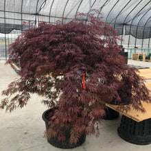 Load image into Gallery viewer, Inabe Shidare Japanese Maple - Garden Centre - Nursery