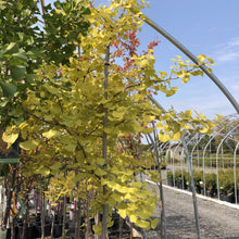 Load image into Gallery viewer, Maidenhair/Ginkgo Tree 042/14 - Garden Centre - Nursery