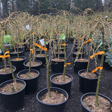 Load image into Gallery viewer, Standard Walker Weeping Peashrub 029 - Garden Centre - Nursery