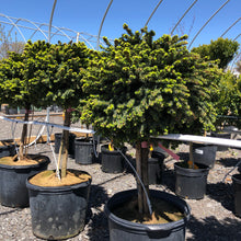 Load image into Gallery viewer, Standard Little Gem Norway Spruce - Garden Centre - Nursery