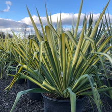 Load image into Gallery viewer, Color Guard Yucca - Garden Centre - Nursery