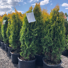 Load image into Gallery viewer, Jantar Cedar - Garden Centre - Nursery