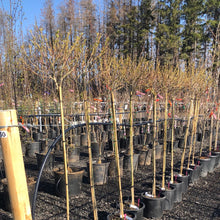 Load image into Gallery viewer, Standard Flamingo Variegated Willow - Garden Centre - Nursery