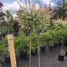 Load image into Gallery viewer, Standard Flamingo Variegated Willow - Garden Centre - Nursery