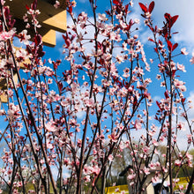 Load image into Gallery viewer, Purpleleaf Sandcherry - Garden Centre - Nursery