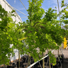Load image into Gallery viewer, Standard Weeping Peashrub 020 - Garden Centre - Nursery