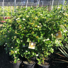 Load image into Gallery viewer, Buds Yellow Dogwood - Garden Centre - Nursery