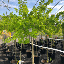 Load image into Gallery viewer, Standard Weeping Peashrub 020 - Garden Centre - Nursery