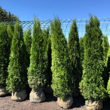 Load image into Gallery viewer, Emerald Cedar - Garden Centre - Nursery